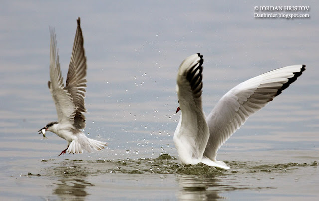 Black Tern photography