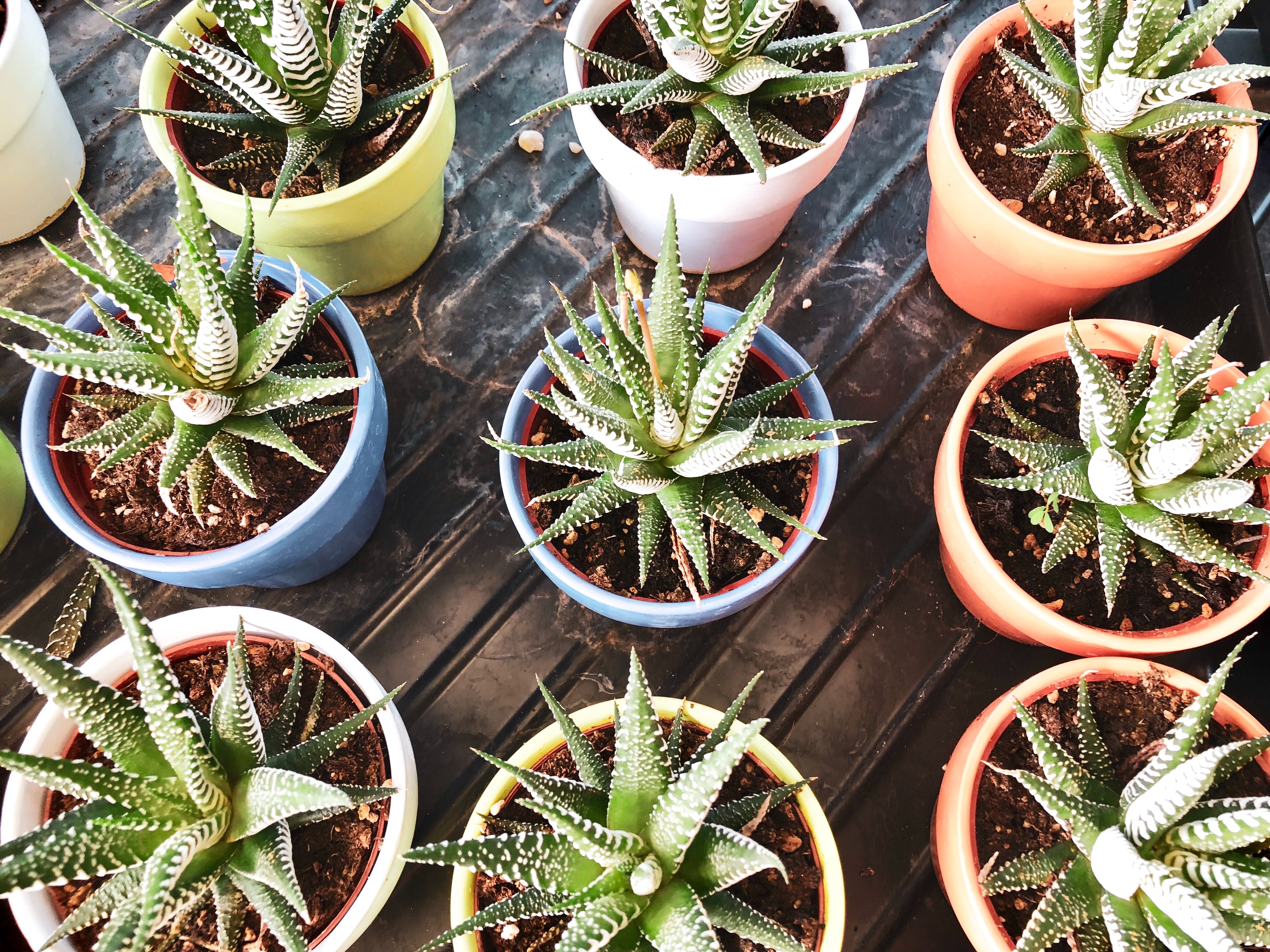 How to grow and care for aloe vera plant at home