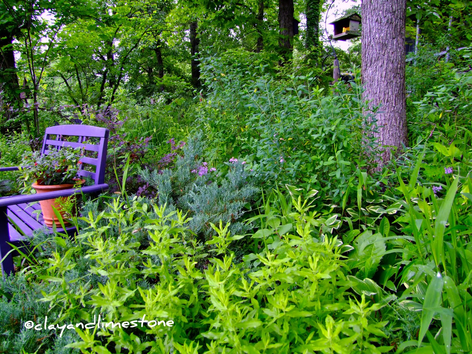 Future Plants By Randy Stewart Junipers For All Landscapes