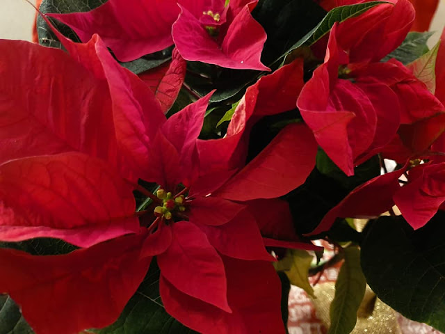 poinsettia