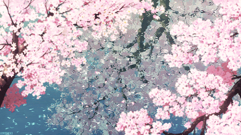 Cherry Blossom