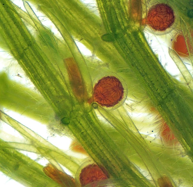 Charophyta
