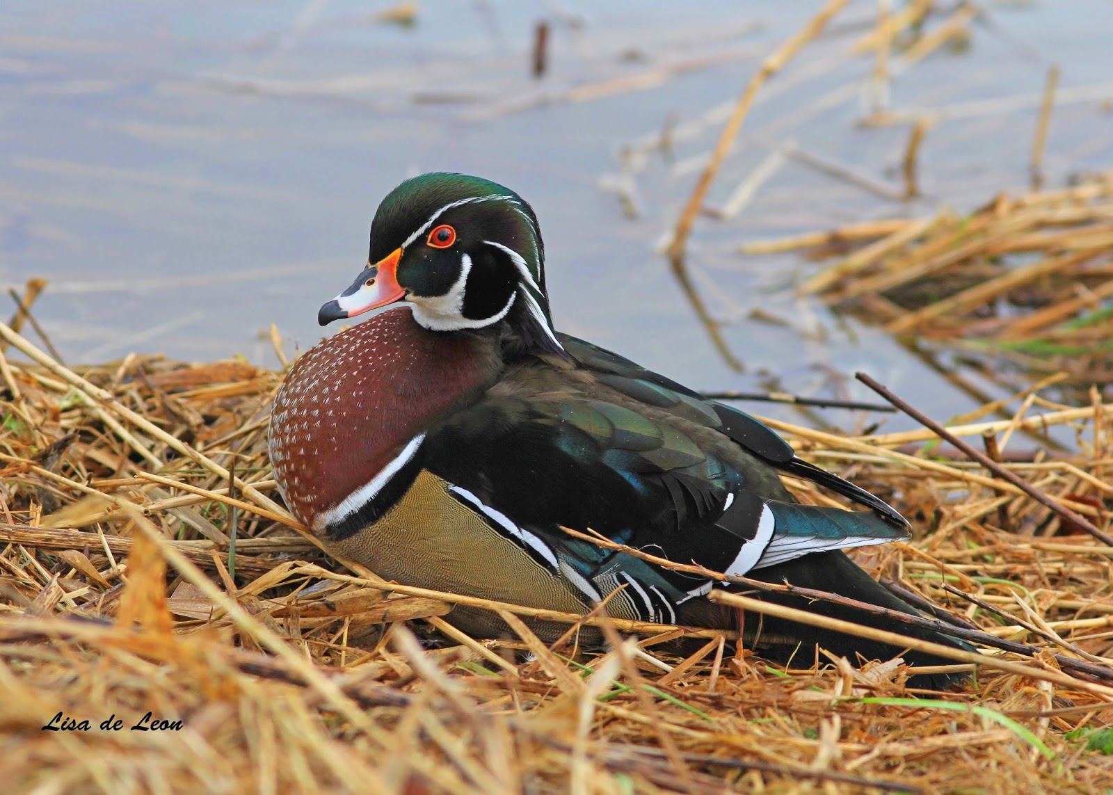 Birding with Lisa de Leon Quack, Quack, Quack!