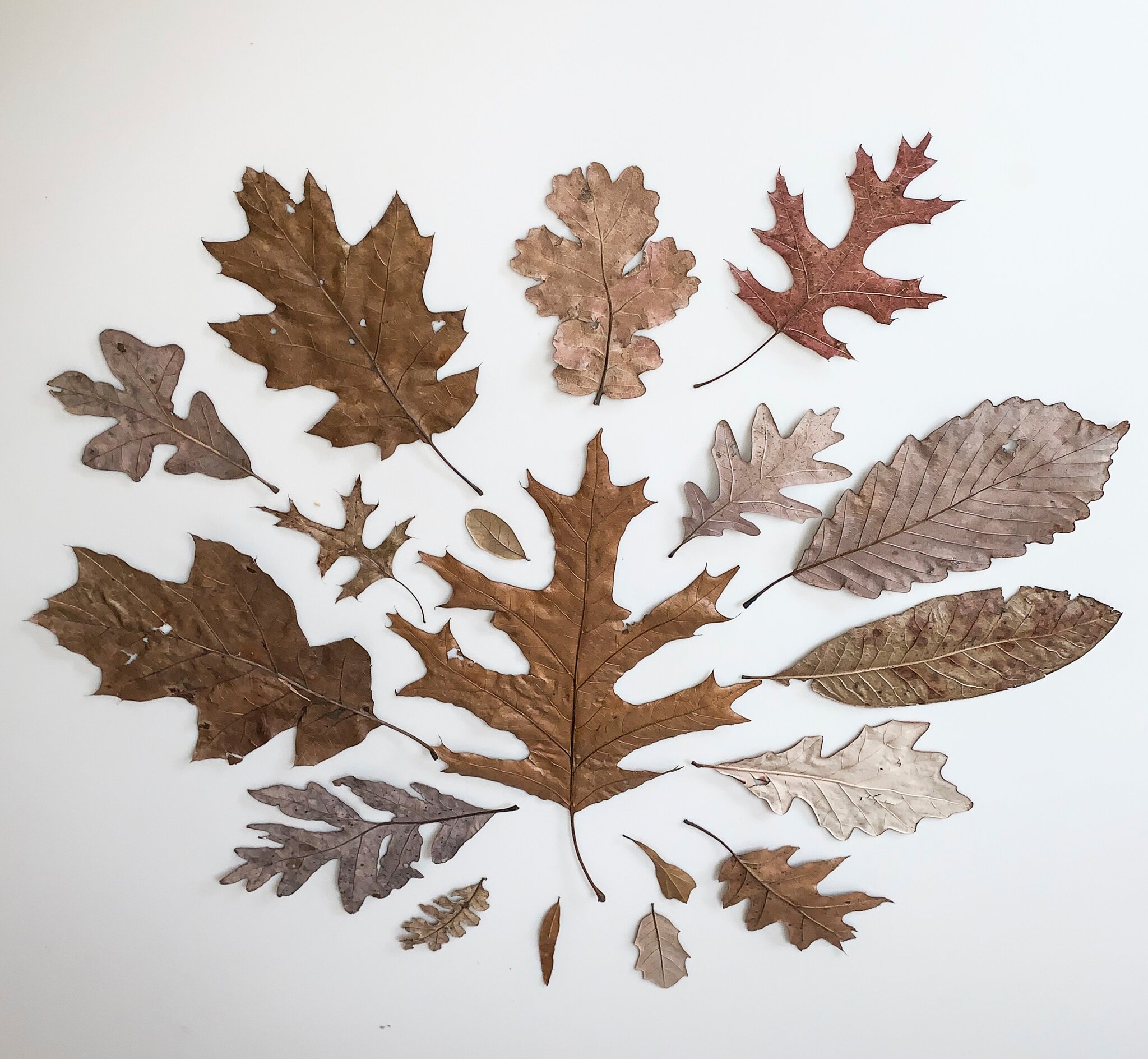 TYWKIWDBI ("Tai-Wiki-Widbee"): In praise of oak trees