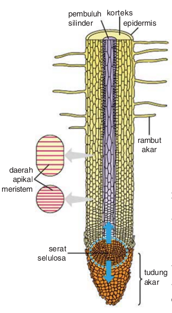 Pertumbuhan Primer dan Sekunder