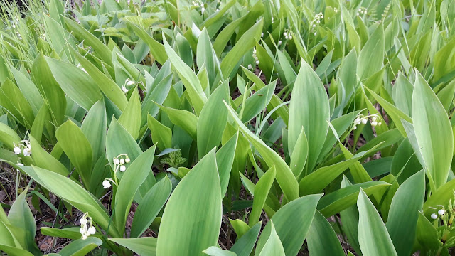 Kasvaako Pohjois-Suomessa kieloja Where are Lily of the valleys