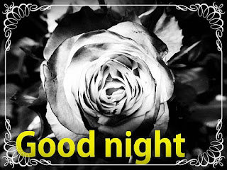 Good Night Rose