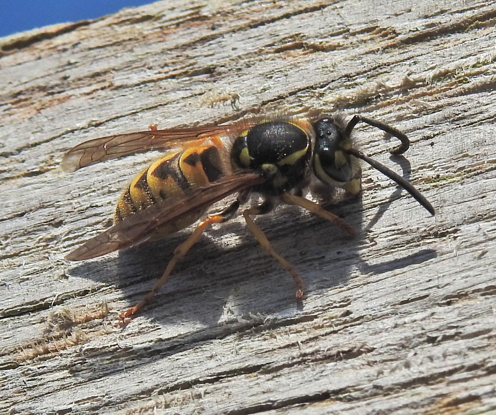 Nature Botherer Wasps collecting wood pulp