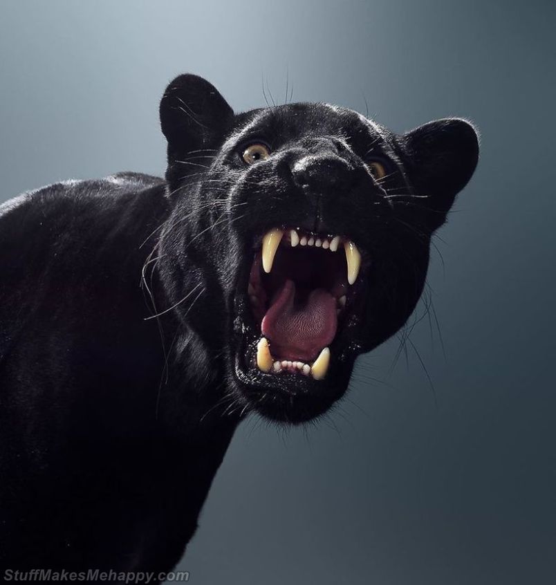 Magnificent Portraits of Big Cats, wild animals by British Photographer Peru