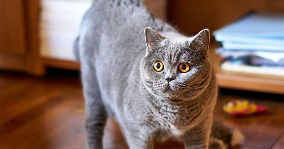 British Shorthair Cat Is Very Sweet Natured And Devoted To Its Owners