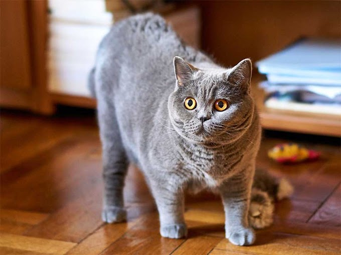 British Shorthair Cat is very Sweet-Natured and Devoted to its Owners