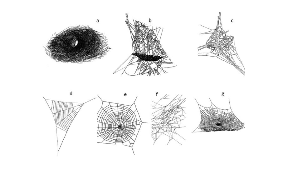 Örümcek ağı yapımı örümcekler arasında ne kadar farklılık gösterir? Örümcek ağı çeşitleri nelerdir? Tüm örümcek ağları aynı mıdır?