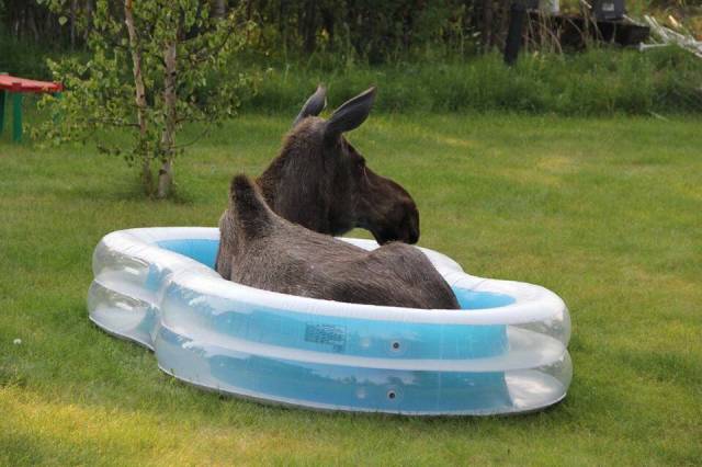 Τρέλες στην πισίνα