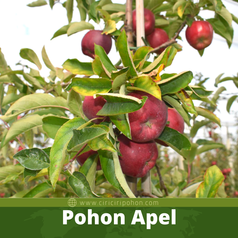 Pohon Apel