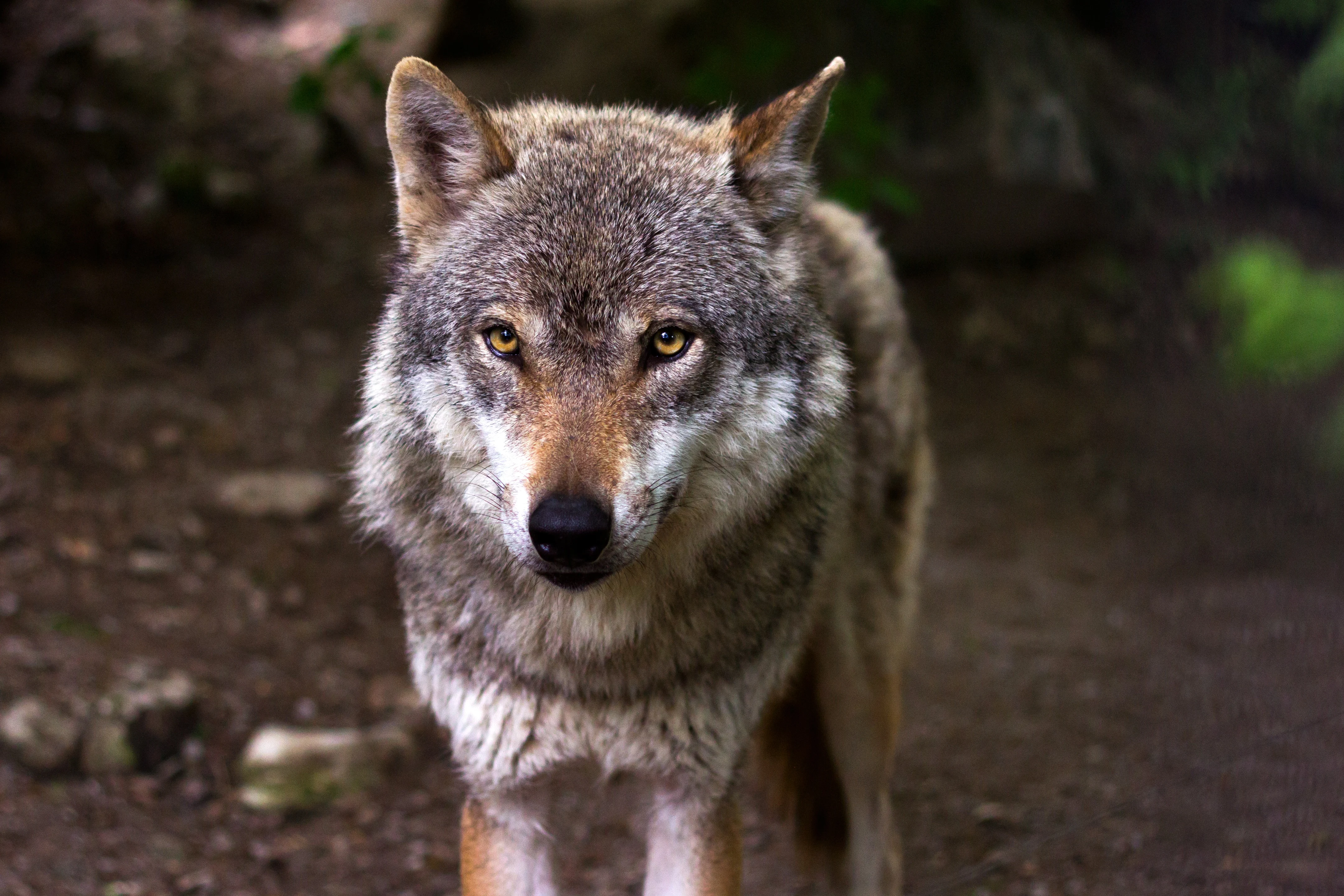 Amazing Wolf Haircut Short Capture Digital Art