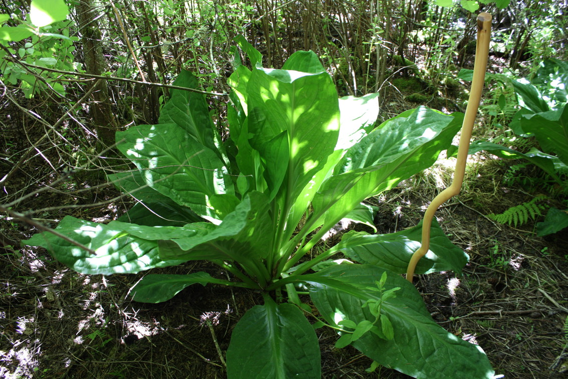 Rusty Ring: WW: Western skunk cabbage