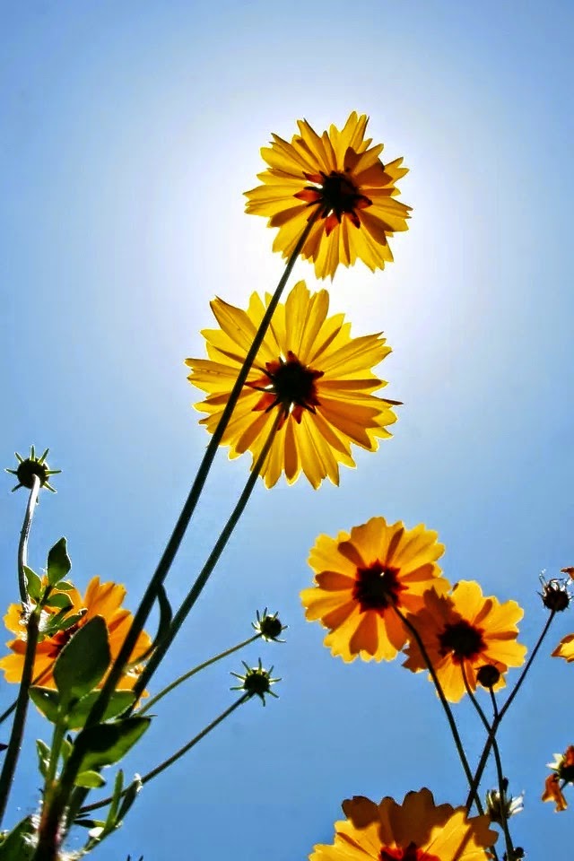 ΜΑΡΓΑΡΙΤΕΣ photos - wallpapers (ανανεωμένο) | the fun bank