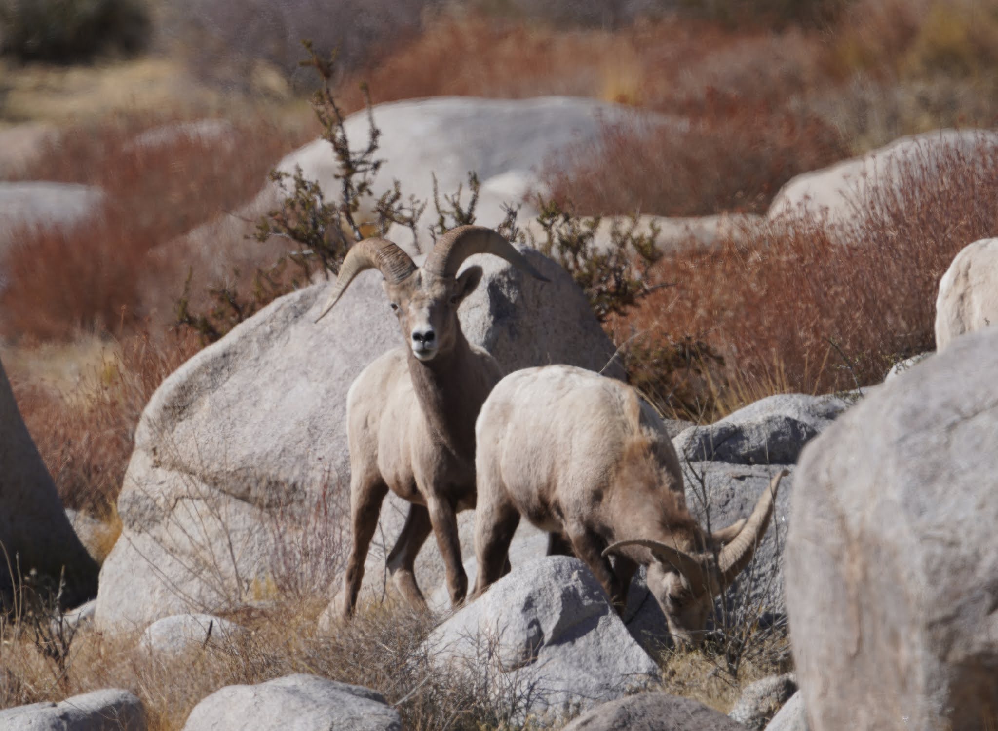 Mid Sierra Musings Endangered Sierra Nevada Bighorn Sheep 2021