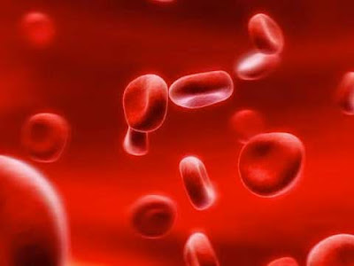 Globuli rossi all'interno del sangue