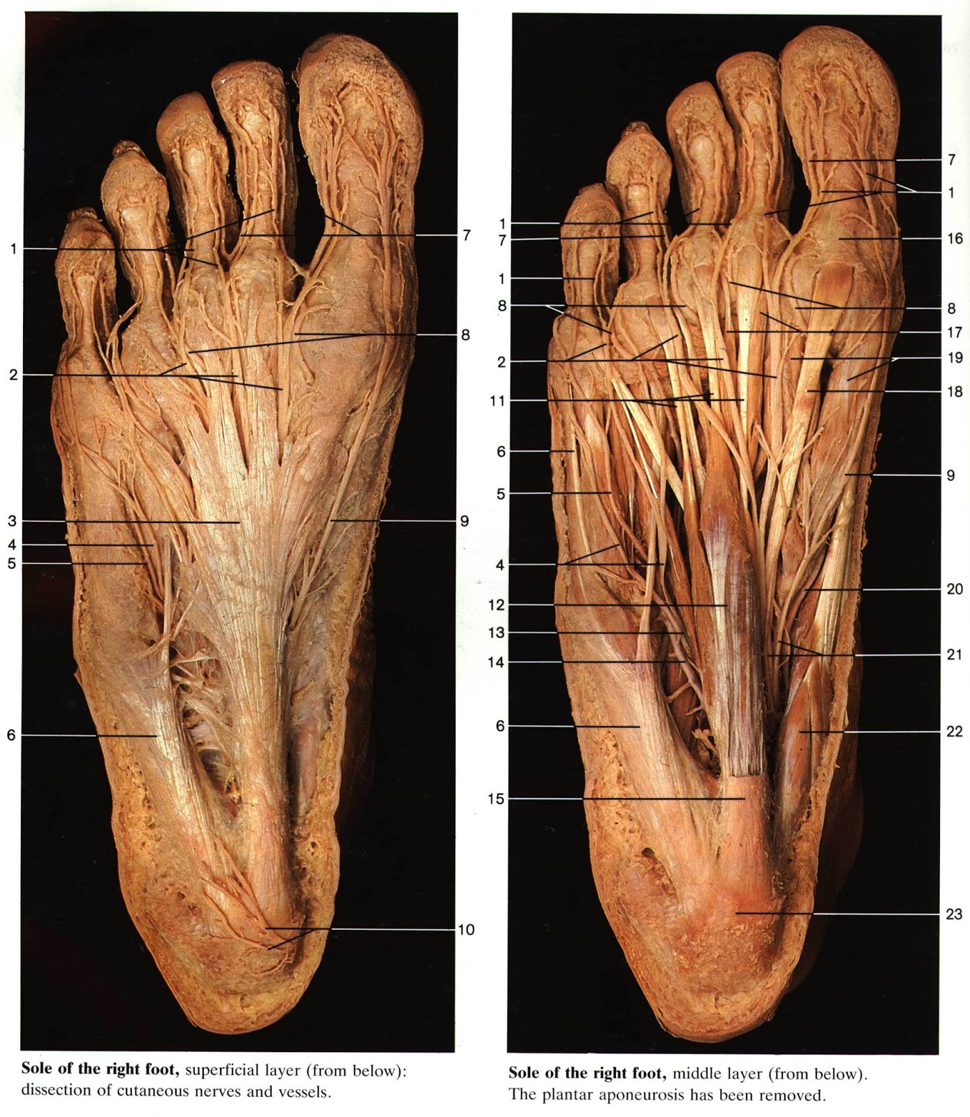 PERPUS Color Atlas of Anatomy Rohen, Yokochi