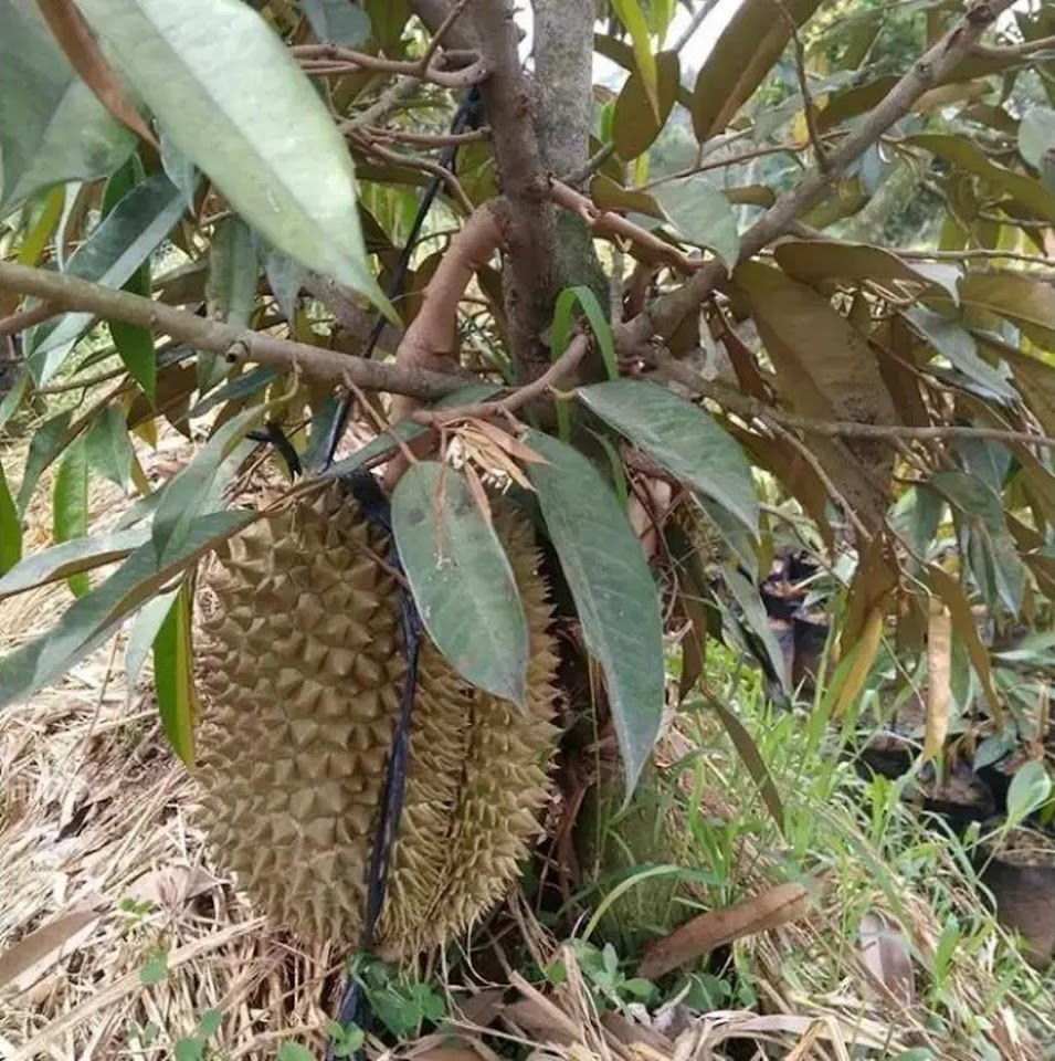 Bibit Durian Musangking Original Murah Unggul Bisa COD Langsa