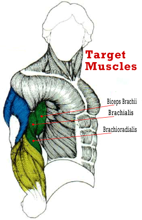 Anatomy Of Muscle Building Pdf
