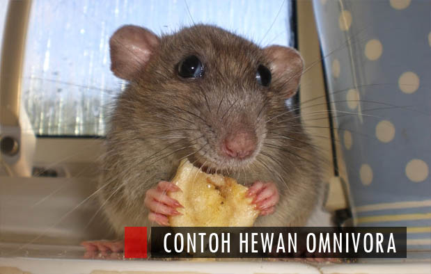 9 Contoh Hewan Omnivora, Gambar, Ciri, dan Makanannya