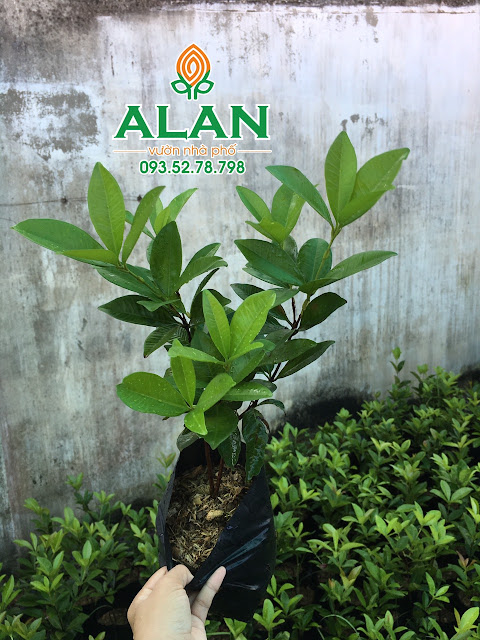 Giống cây Cherry Brazil tại ALAN Vườn Nhà Phố?