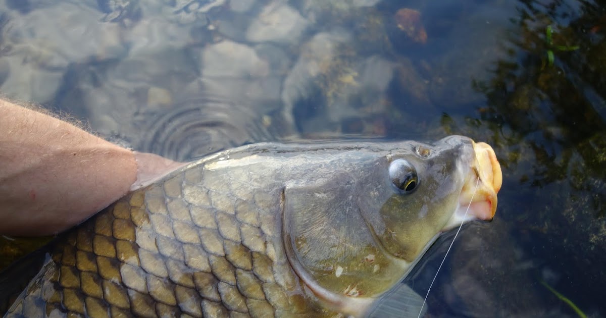 Connecticut Fly Angler Carp Spawn Chaos