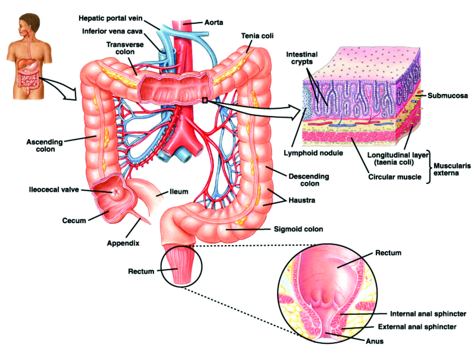 Анатомия кишечника человека схема расположения у мужчин