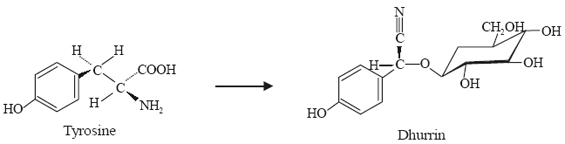 Dhurrin from Tyrosine: