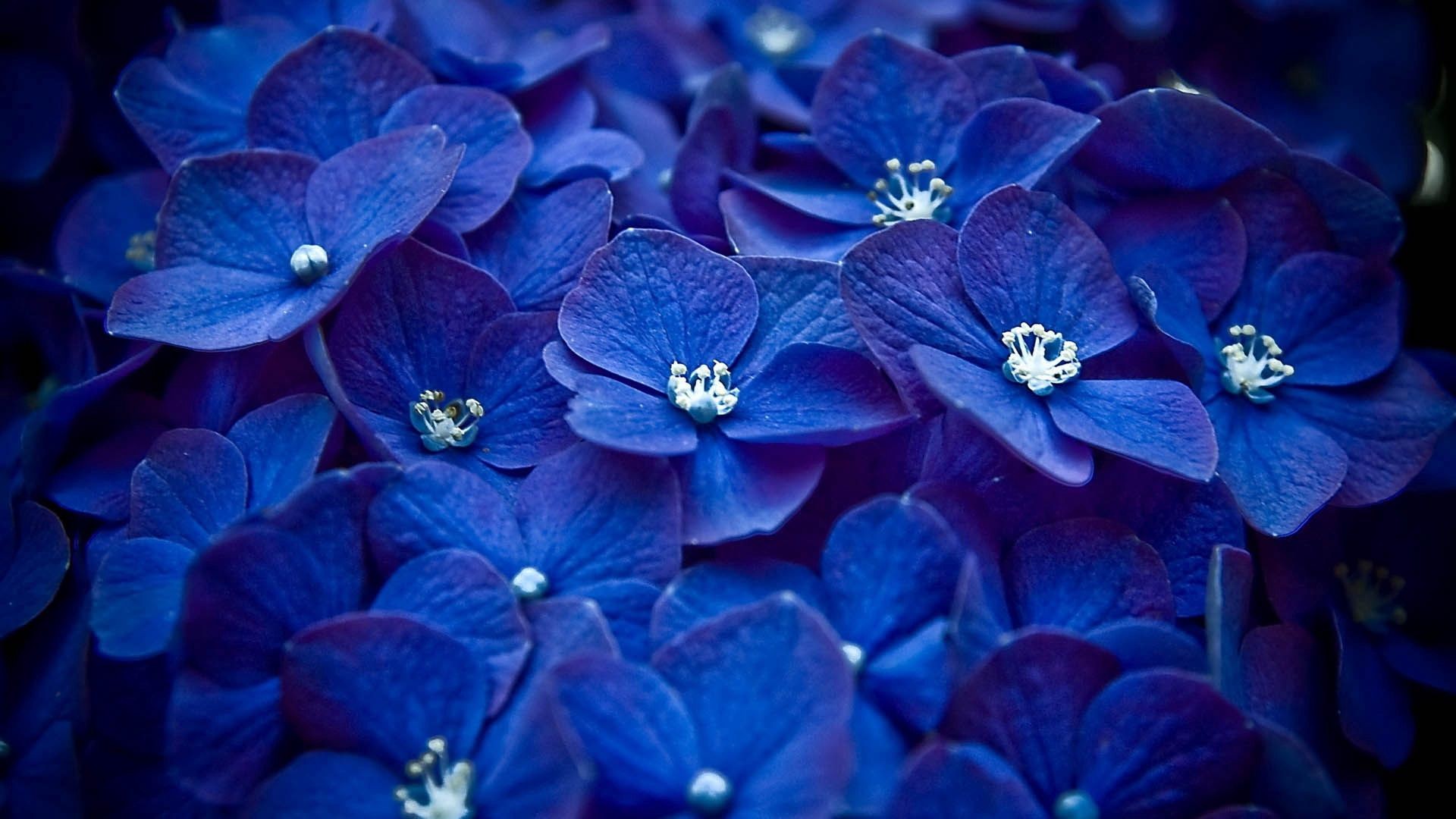 15900+ Flowers HD Wallpapers and Backgrounds