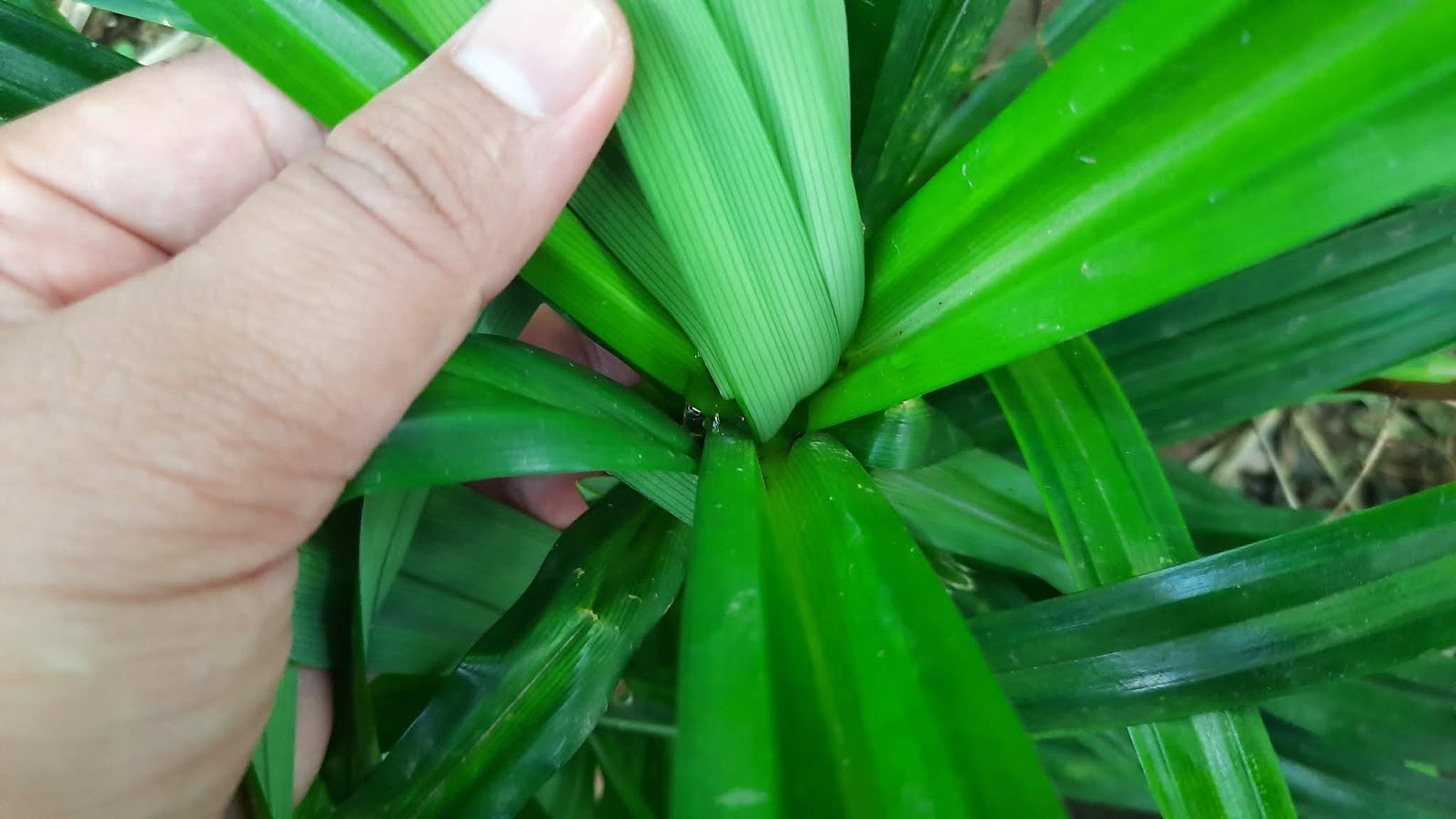 Manfaat Daun Pandan Untuk Kesehatan yang Sangat Luar Biasa - Hiduplah