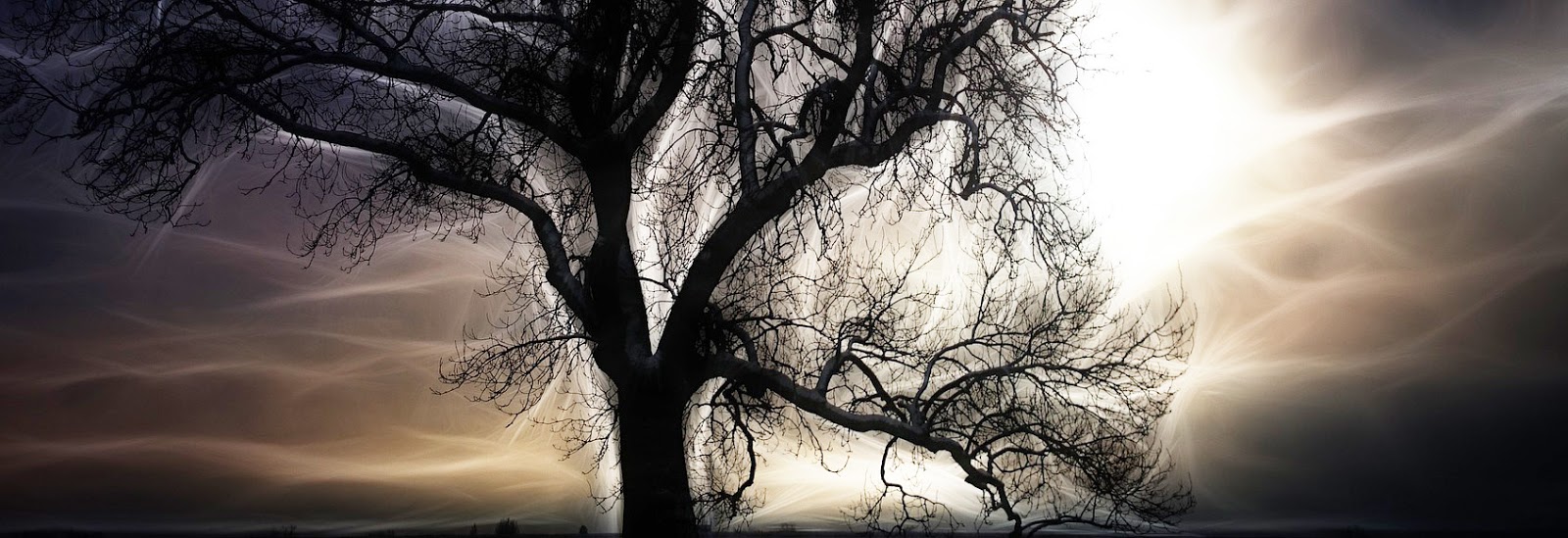Magical Agust Night Under Giant Oak >> Sofia Karin Axelsson Magical Agust Night Under Giant Oak >> Sofia Karin Axelsson