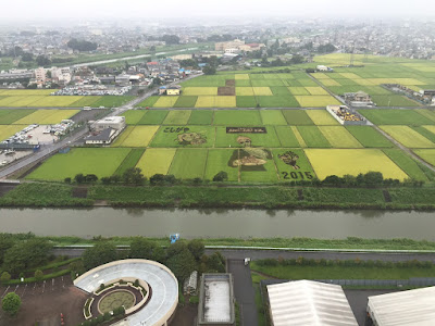 こしがや田んぼアート2015食戟のソーマ（8/30の様子）