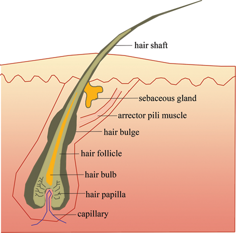 Is hair a ‘live cell’ or is it the result of dead cells?