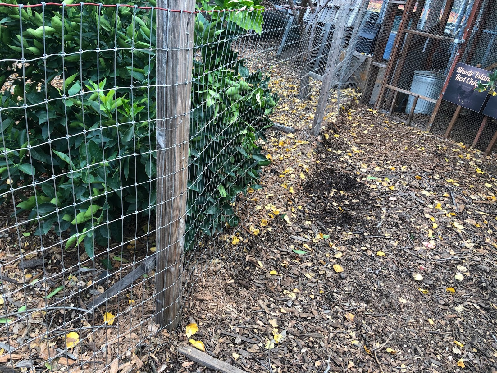 The Chicken Coop Restoration