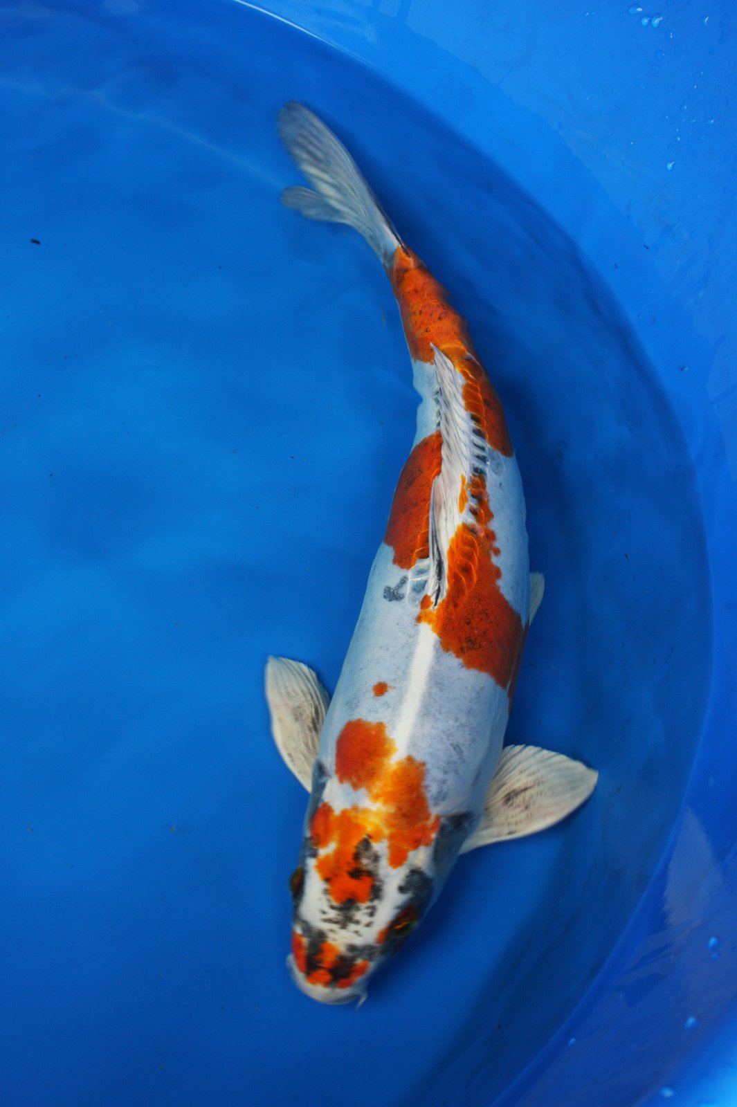 The Blackwater Blog Unique and rare koi for sale Two year olds