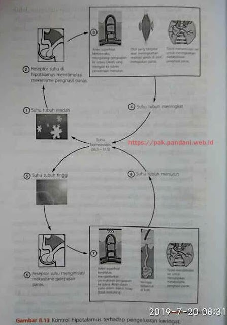 Jelaskan mekanisme kontrol hipotalamus terhadap ...