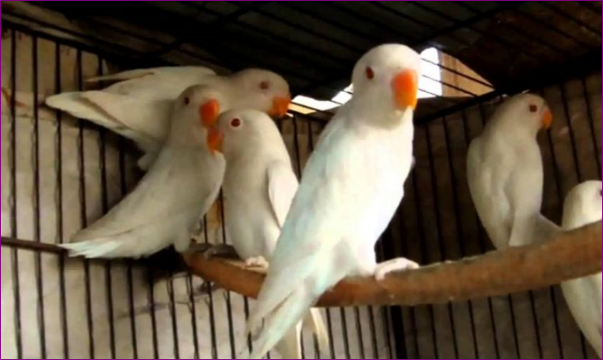 Jenis Burung Lovebird Tercantik yang Ada di Dunia Jenis Burung Lovebird Tercantik yang Ada di Dunia