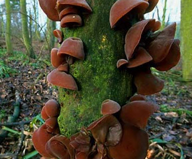 Pict: Fungi are found in many different moist environments and play an important role in the recycling of decomposing materials. Some also form parasitic or symbiotic relationships with living plants. Pict: Fungi are found in many different moist environments and play an important role in the recycling of decomposing materials. Some also form parasitic or symbiotic relationships with living plants.