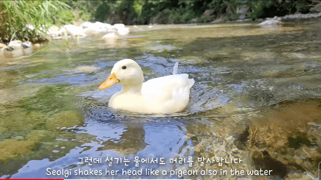 포모스 계곡에서 애완 오리랑 수영하는 유튜버 계곡에서 애완 오리랑 수영하는 유튜버