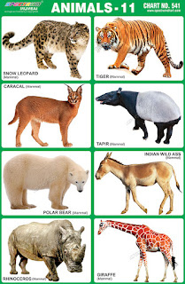 Spectrum Animals Chart