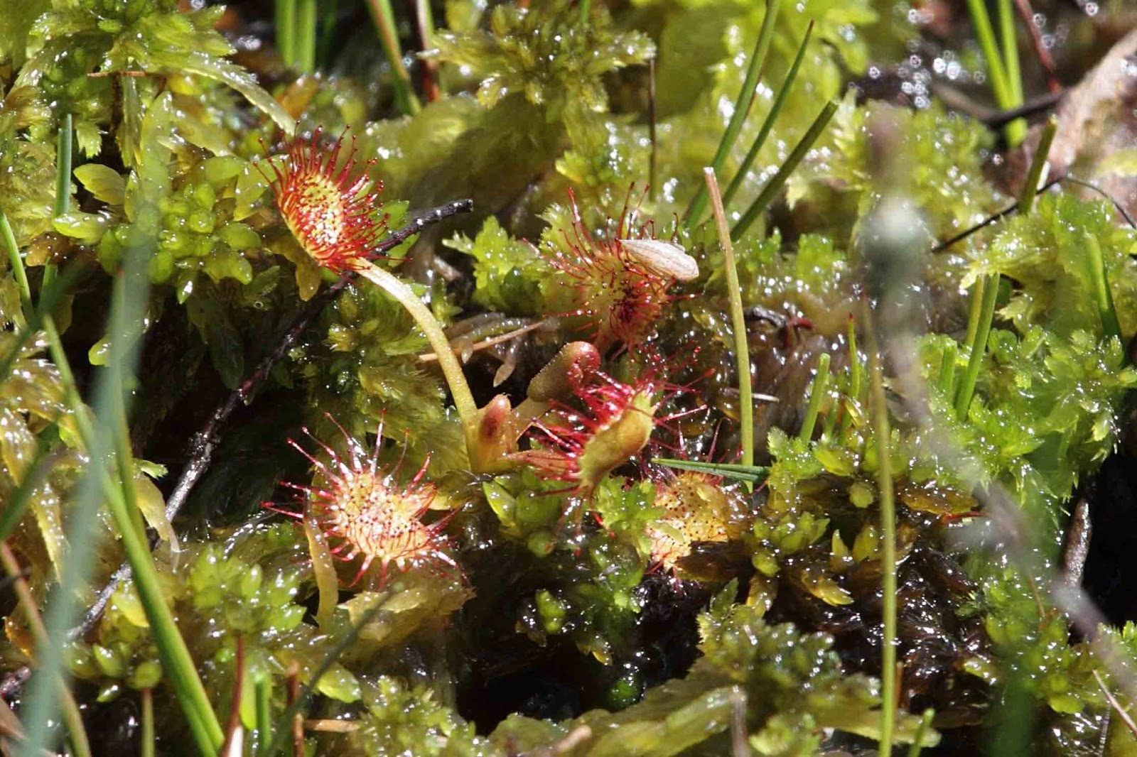 sundew leaved round guess moorland habitat derbyshire due wet availability limited must its which