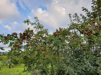 Carvalhos