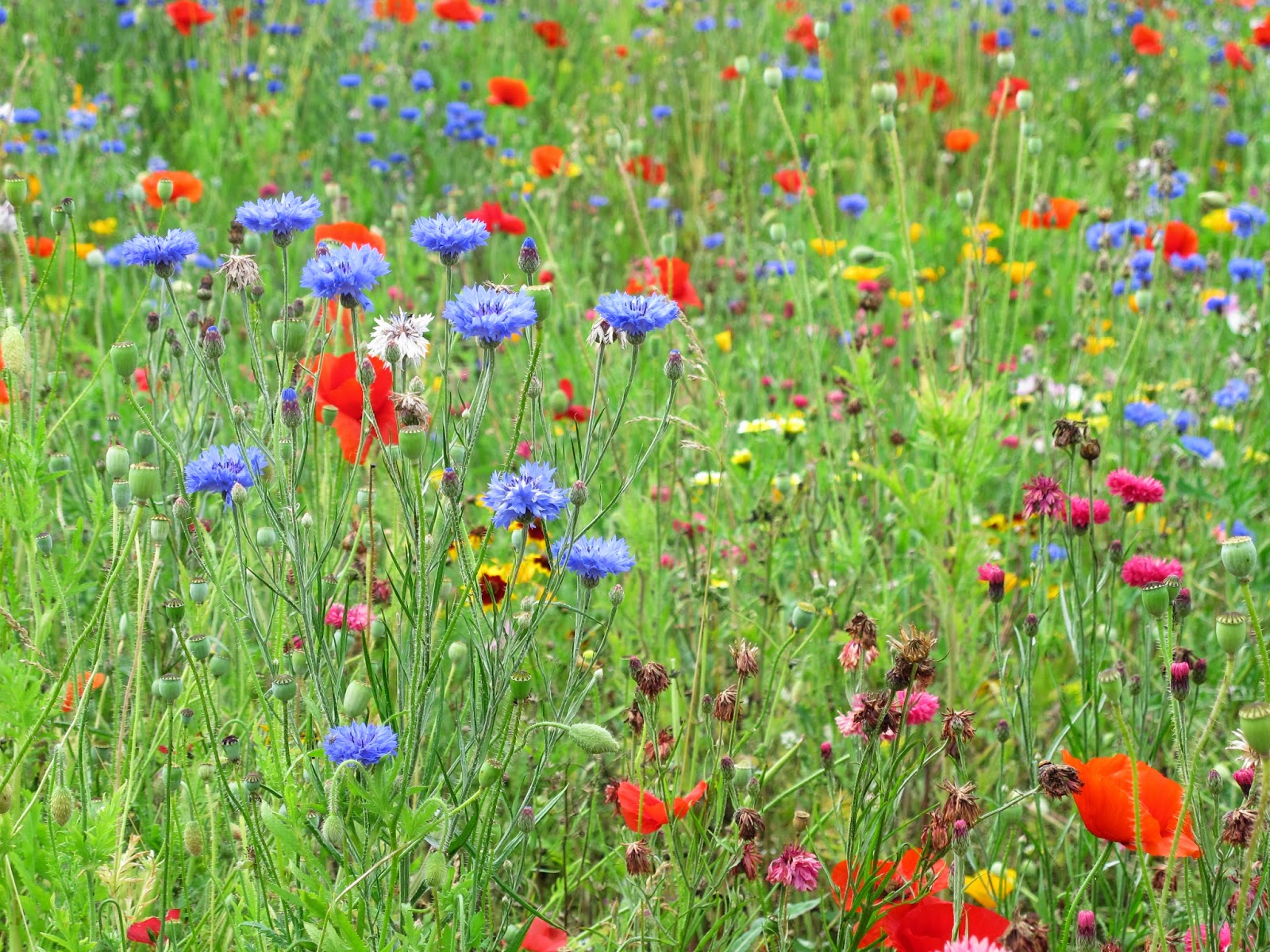 Flowers by Shamini Wildflower meadow in Preston Park
