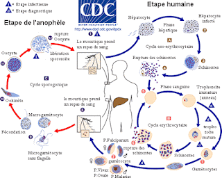 Sıtma hastalığı döngüsü