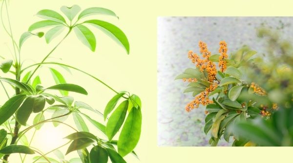 Schefflera arboricola develop as Indoor Bonsai