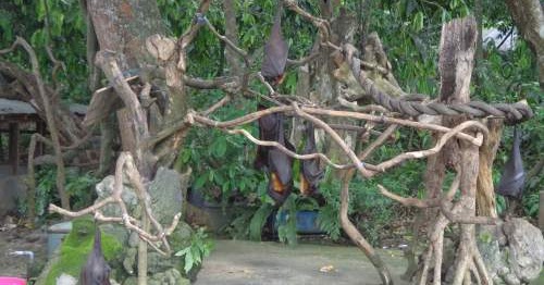 Tafsir Arti Mimpi Tentang Kelelawar / Kalong Terlengkap