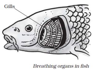 Notes of Ch 10 Respiration in Organisms Class 7th Science